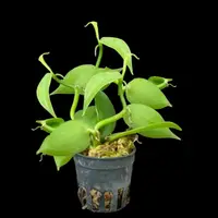 Vanilla planifolia Tiny Form
