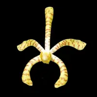 Arachnis Maggie Oei — Arachnis Maggie Oei 'Variegata'
