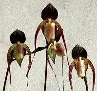 Paphiopedilum anitum (Paphiopedilum)