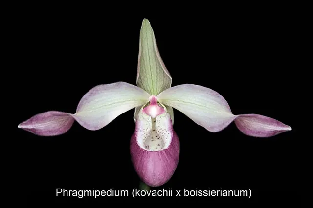 Phragmipedium Peruflora’s Saltimbanco (Phragmipedium)