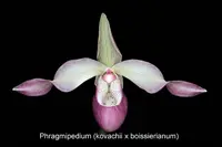 Phragmipedium Peruflora’s Saltimbanco (kovachii x boissierianum)