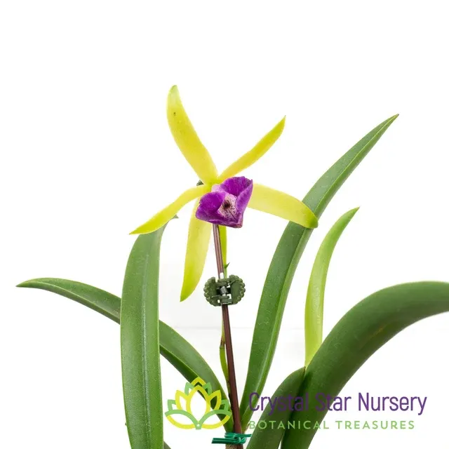 Brassocattleya Gulfshore's Beauty (Brassocattleya)