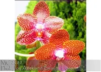 Phal. Joy Auckland Beauty 'Lover , Note : :Limited , Award Quality ' (Black Beauty x Paifang's Auckland )
