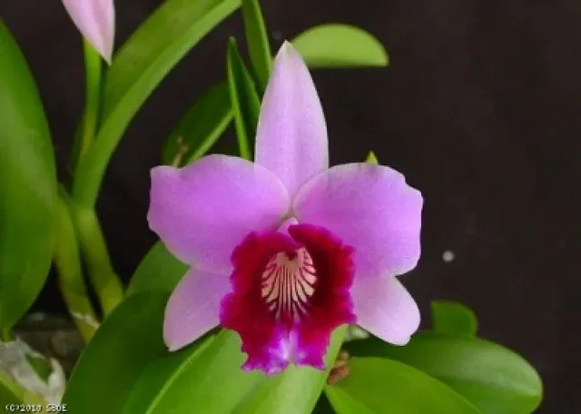 Laelia dayana