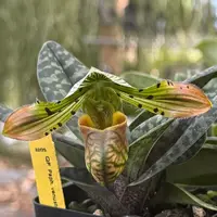 Lab Grown in the USA!- Paph. venustum- colored form