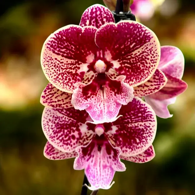 Phalaenopsis Miki Black Witch Big Lip '74'