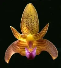 Bulbophyllum claptonense