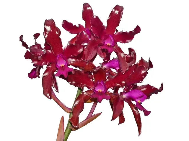 Laeliocattleya Mi Morena (Laeliocattleya)