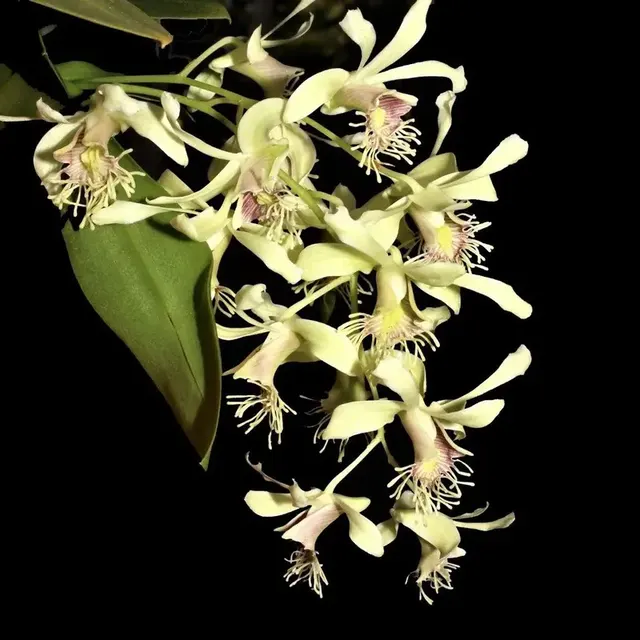 Dendrobium Delacourii Blooming Size