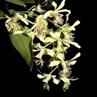 Dendrobium Delacourii ( Dela Hairly ) Blooming Size (Fragrant) – Mounted