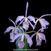 Cattleya maxima var. coerulea sp. Orchid Plant - MS