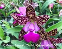 C. Green Emerald 'Orchid Queen' AM/AOS (Elizabeth Mahon x Thospol Spot) (MGE) (Hybrid)