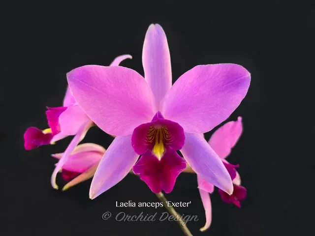 Laelia anceps 'Exeter' (Laelia)