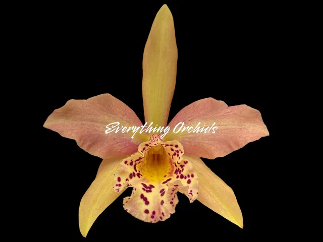 Rhynchostylis Copper Queen