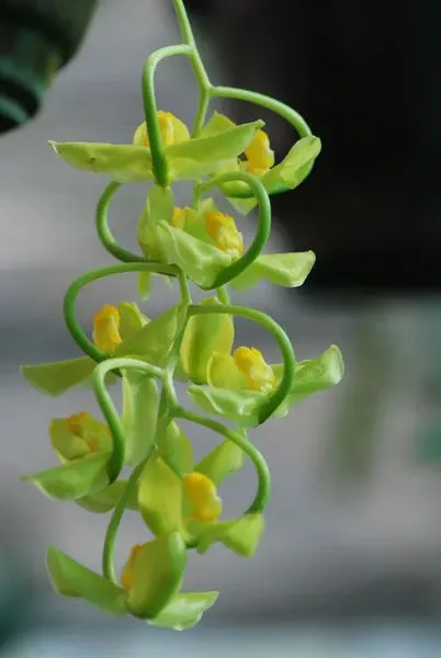 Gongora galeata 'alba'