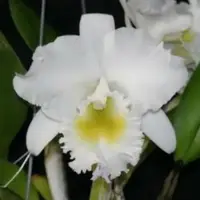 Bc. Pastoral `Innocence' HCC,AM,FCC/AOS 5" Pot Mericlone Cattleya