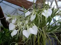 Blooming, B. nodosa (The Lady of the Night) Shipping Included