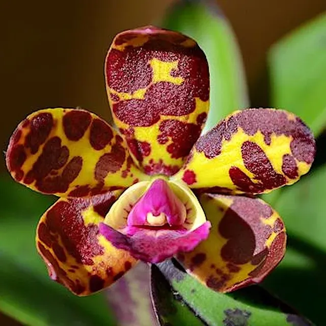 Cattleya Jungle Eyes (Cattleya)