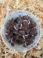 FLASK Cystorchis javanica JEWEL