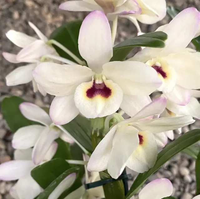 Dendrobium To My Kids