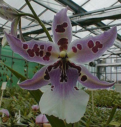 Beallara PEGGY RUTH CARPENTER
