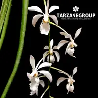 HOLCOGLOSSUM SUBULIFOLIUM SMALL ORCHID MOUNTED
