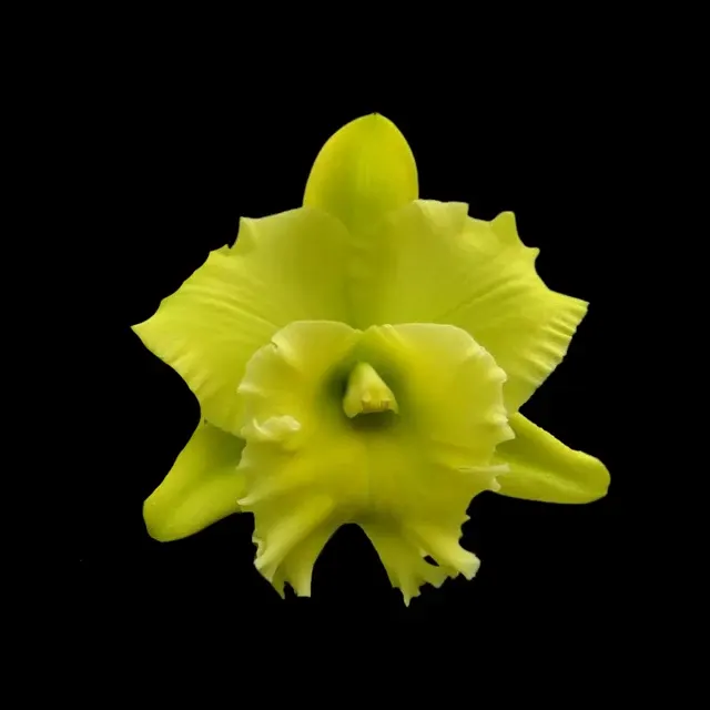 Cattleya Alliance: Rlc. Lustrous Jade (Cattleya)