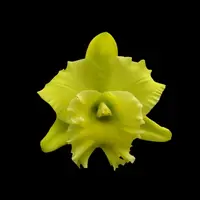 Cattleya Alliance: Rlc. Lustrous Jade