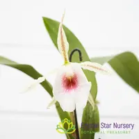 Trichopilia Elizabeth Ann 'Woodlands'