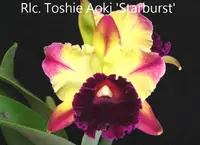 Pry. Hsinying Bueno (Rlc. Toshie Aoki 'Starburst' AM/AOS x Psh. mariae 'C.H. #1') (C2303) (Hybrid) Pry.=Prosrhyncholeya / Rlc.=Rhyncholaeliocattleya / Psh.=Prosthechea SS