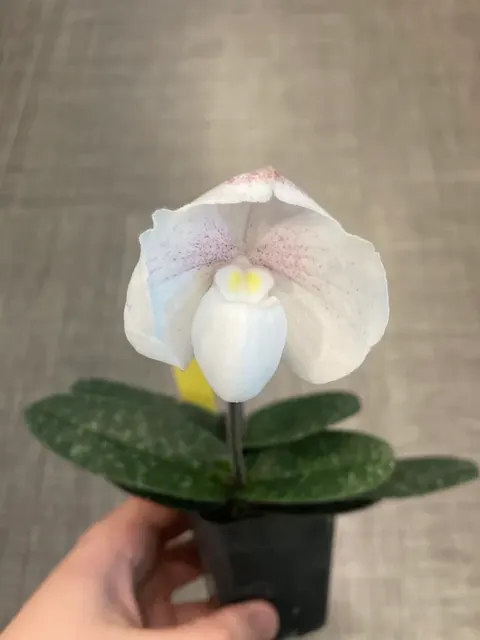 Paphiopedilum niveum x self