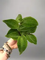 Goodyera micholitziana ‘Big Plant’ (3 plants)