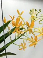 Ascofinetia Twinkle