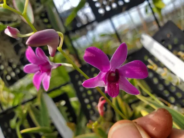 Dendrobium 'Thai Pearl' (Dendrobium)
