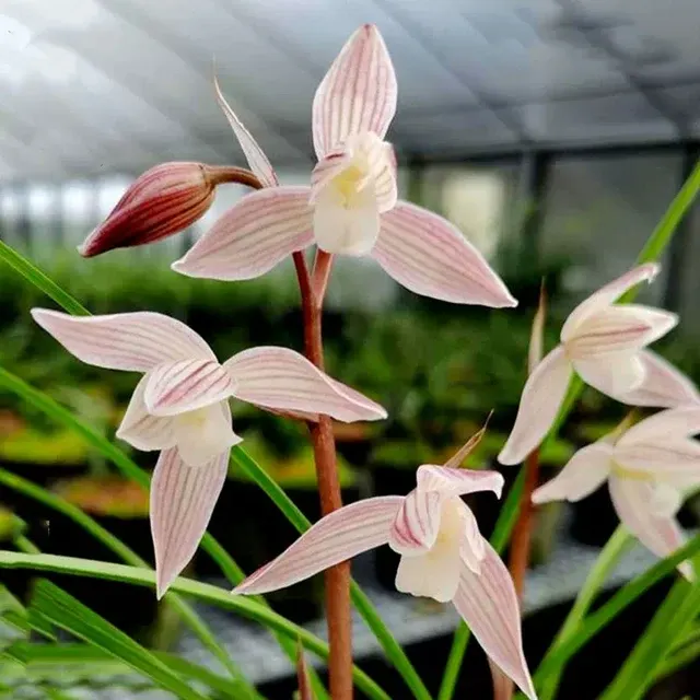 Cymbidium tortisepalum 'Hong-Yun-Su' (Cymbidium)