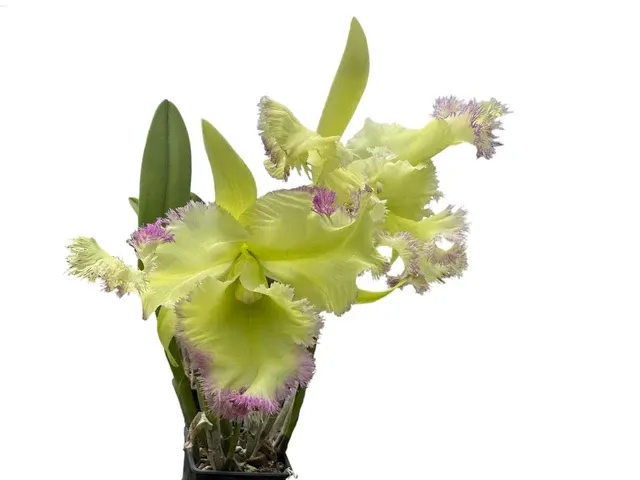 Rhyncholaeliocattleya Golf Green 'Lu-Chi'