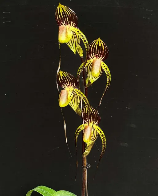 Paphiopedilum Hsinying Anita (Paphiopedilum)