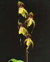 Paphiopedilum Hsinying Anita