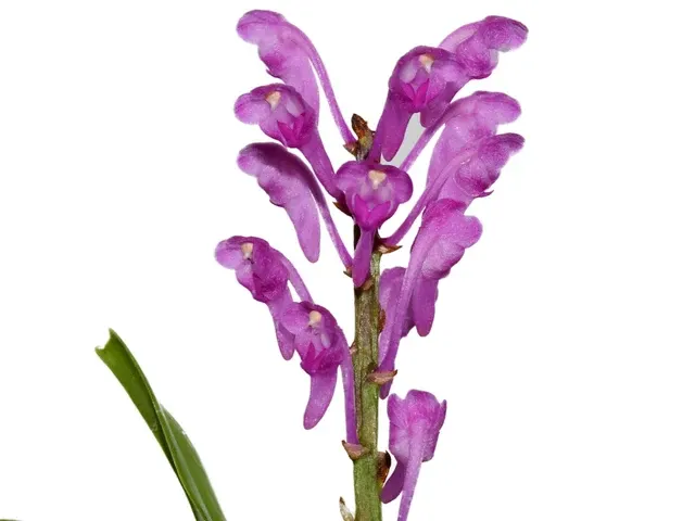 Aerides rubescens (Aerides)