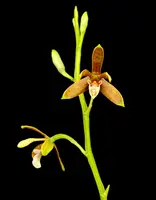 Prosthechea livida