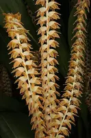 Dendrochilum magnum