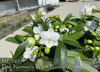 Phal. Norman's White Bunny 'Angel , Note : Amazing flower substance ' (Phal. Fuller's AD-Plus 'OX 050' FCC/AOS x violacea var alba )