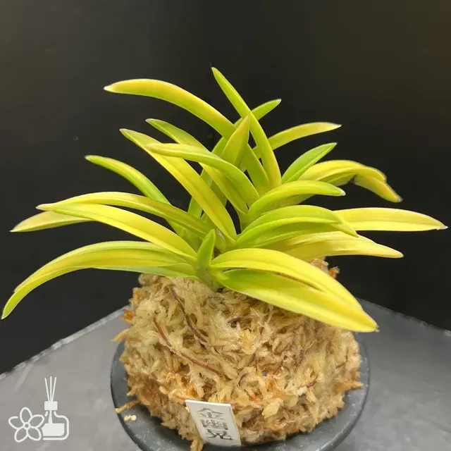 Neofinetia falcata 'Kinyuko'
