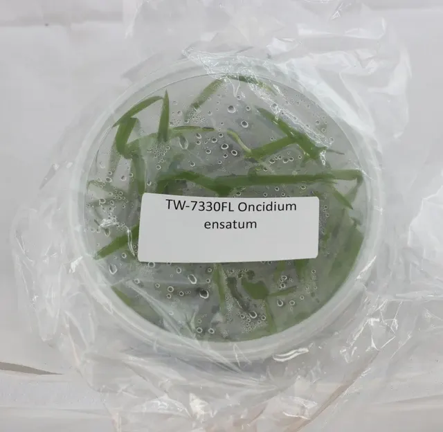 Oncidium ensatum (Oncidium)