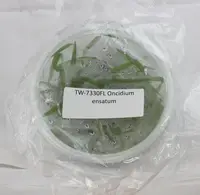 FLASK Oncidium ensatum