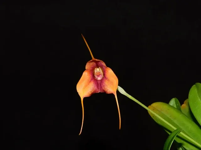 Masdevallia Santa Barbara (Masdevallia)