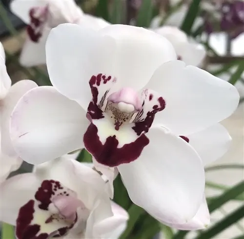 Cymbidium Vanessa Amorosi Elinor X Cym. Flamming Pepper Dural