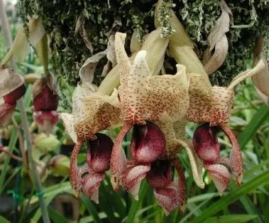 Stanhopea insignis (Stanhopea)