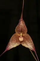 Dracula roezlii (winniana)