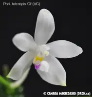 Phal. tetraspis 'C1' (MC) (PS-T4) (Polychilos - Zebrinae - tetraspis )